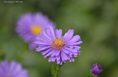 Rambouillet : Abeille mellifère 