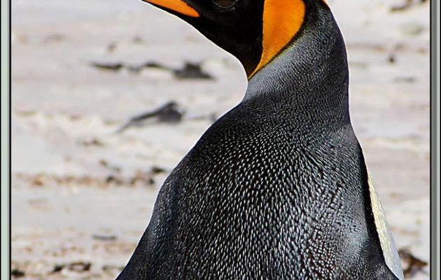Animation .gif : Manchot Royal (Aptenodytes patagonicus) - Volunteer Point - Falkland Islands, Iles Malouines, Islas Malvinas