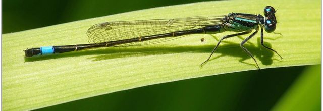 Agrion élégant (10) - Ischnura elegans