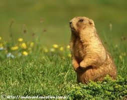 Le réveil de la Marmotte !