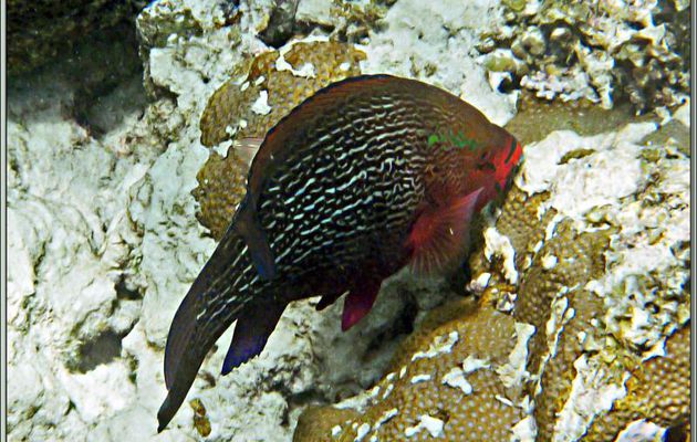 Poisson-perroquet brun en phase initiale (Scarus Niger) - Anse Takamaka - Mahé - Seychelles