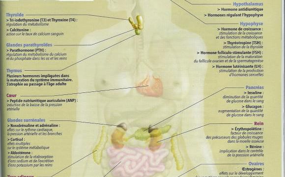 Les perturbateurs endocriniens.