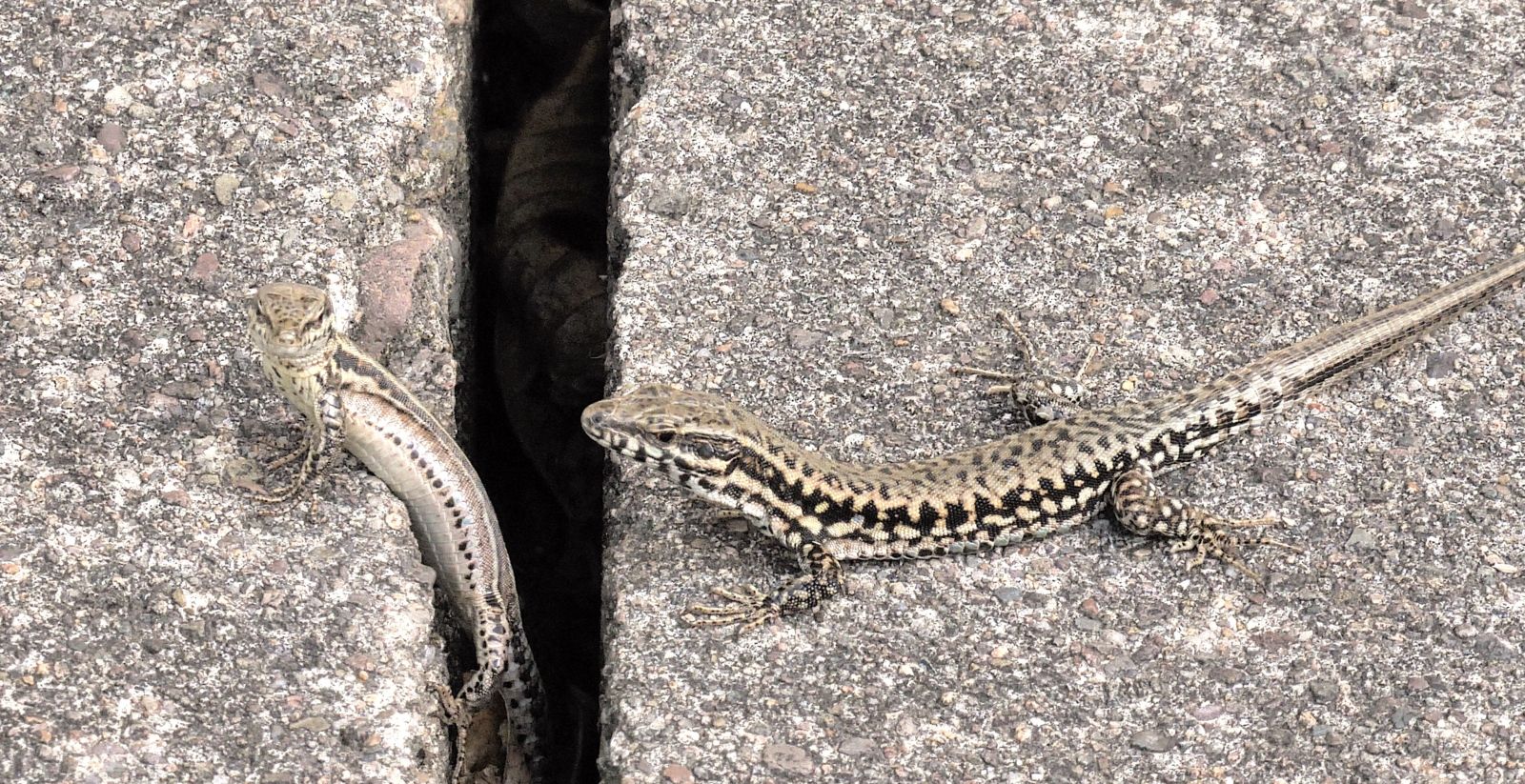 Lézard, lézard vert, lézard des murailles, Philippe Parolini