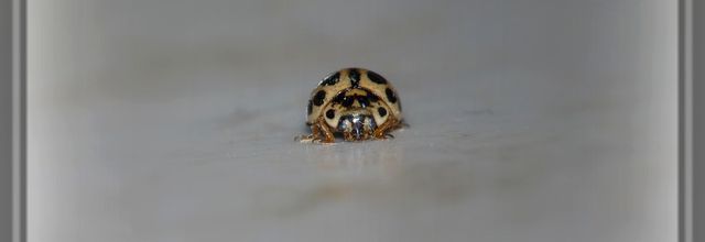 Minuscule