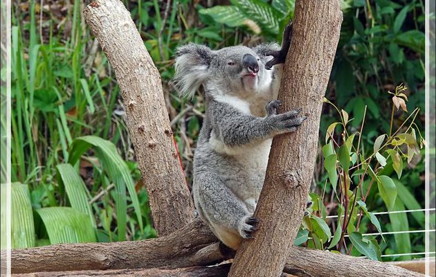 Les Koalas de Kuranda - Queensland - Australie