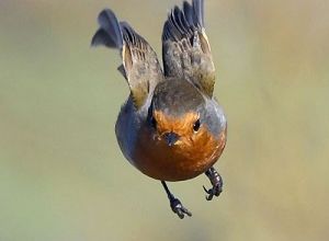 Le rouge-gorge ... 