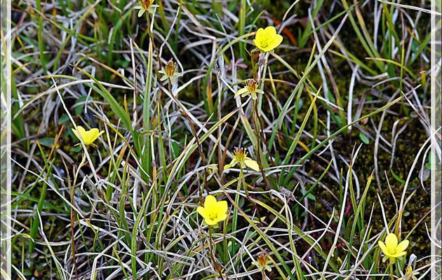 Saxifrage affine, Œil de bouc , Faux Ciste, Yellow marsh saxifrage (Saxifraga hirculus) - Pond Inlet - Baffin Island - Nunavut - Canada