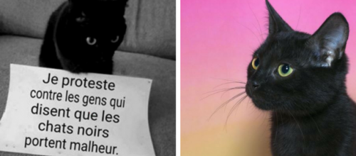 13 bonnes raisons d’accueillir un chat noir