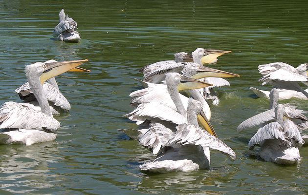 Au parc des oiseaux - 1 : les pélicans