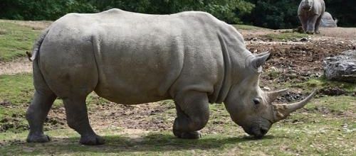 ... rhino...