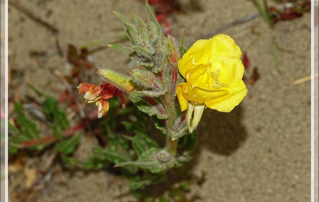 Onagre du Chili (Oenothera stricta) - Estancia Cristina - Lago Argentino - Patagonie - Argentine