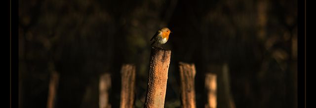 Matin rouge