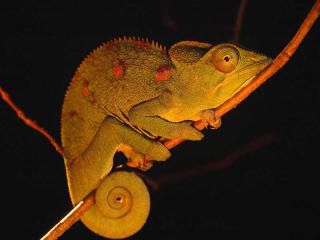 Caméléons, drôles de bestioles (3)