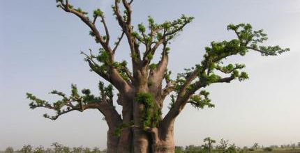 Adansonia digitata