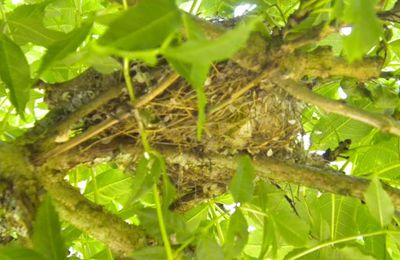 NID D'OISEAUX DANS JARDIN