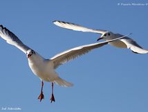 Duo de Mouettes rieuses