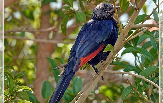Rufipenne morio, Étourneau africain, Red-winged Starling (Onychognathus morio) - Camps Bay - Cape Town - Afrique du Sud