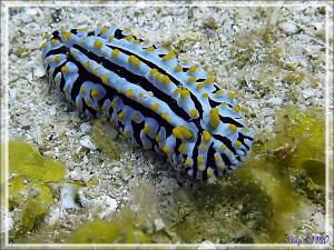 Phyllidie indienne, Fryeria indienne, Sea blue phyllidia (Phyllidia marindica) - Betaniazo - Tsarabanjina - Mitsio - Madagascar