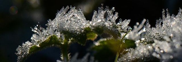 Givre 