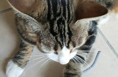 Viens jouer avec mois, petite souris !