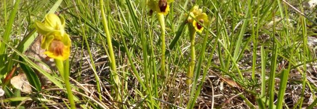 Ophrys lutea  -  ophrys jaune