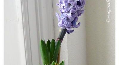 En attendant le printemps - Waiting the spring.