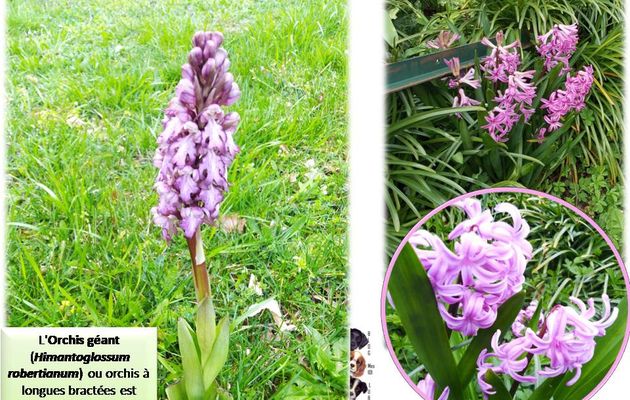 Avec ce beau temps, le jardin se réveille ...