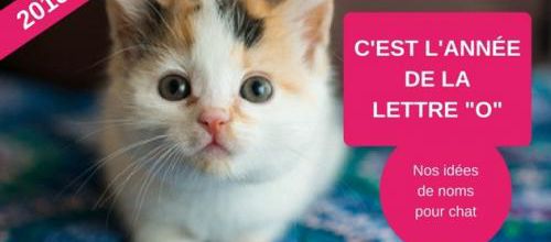 C'est l'année de la lettre O pour les noms de chat
