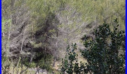 Le vallon des Escourtines