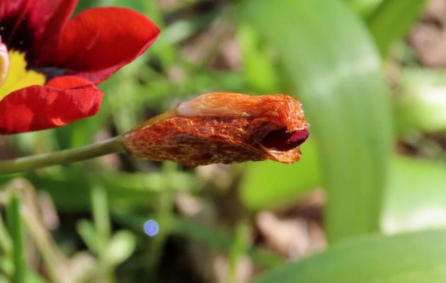 nos fleurs du jardin -3