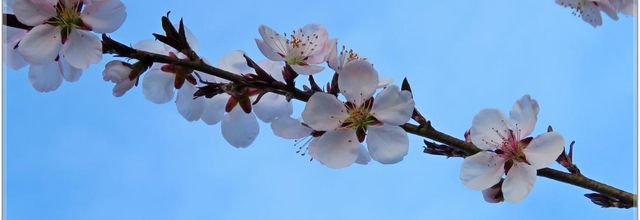 TOUJOURS LA TETE DANS LES FLEURS 