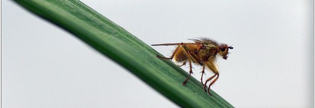 Mouche Scatophage du Fumier (2) - Scathophaga stercoraria