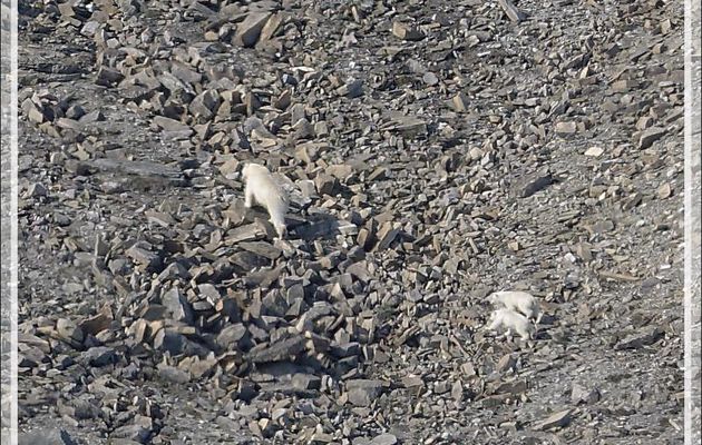 Nous apercevons, loin dans la rocaille, une ourse avec deux oursons de l'année - Croker Bay - Devon Island - Nunavut - Canada