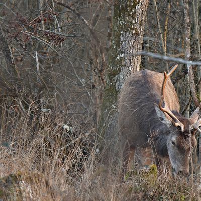 Ils vont bientôt venir manger dans ma main, les cerfs de la forêt de Fontainebleau....