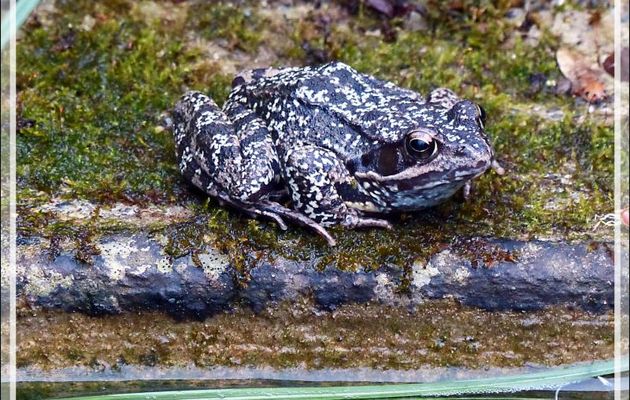Très belle Grenouille rousse (Rana temporaria) - Lartigau - Milhas - 31