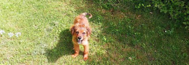 des chiens et nos fleurs et ...