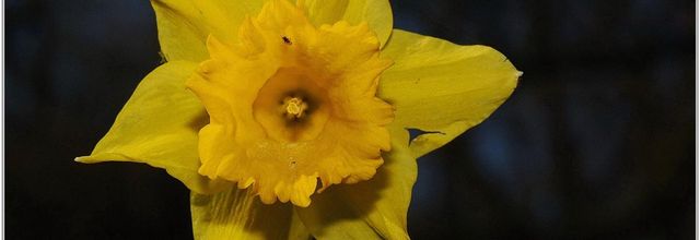 Narcisse (1) - Narcissus