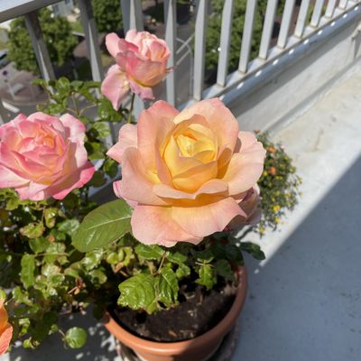 Une petite fée dans la rose