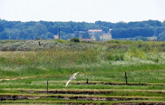 les marais de Brouage (17)