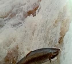 Le saumon