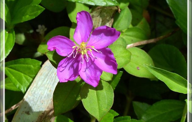 Tibouchine ou Fleur araignée (Tibouchina sp) - Raiatea - Polynésie française