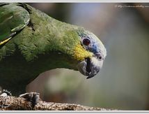Amazone à ailes oranges