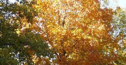 Automne riant