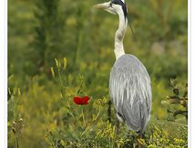 Héron cendré - Ardea cinerea - Grey Heron