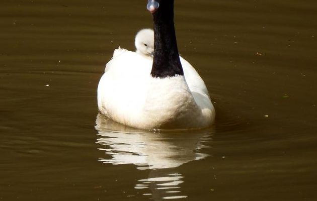 Maman promène son petit !