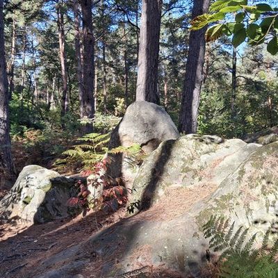 Dans la forêt de Fontainebleau (3/3)