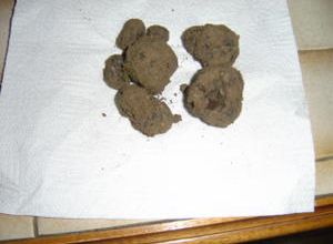 Labrador, chercheur d'or noir : truffes du Périgord