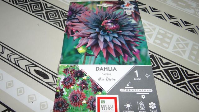 Dahlia Cactus Noir Désire.... Quand le Dahlia s'Impose 