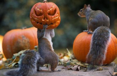 Des écureuils fêtent Halloween...