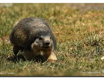 Marmotte - Marmota marmota